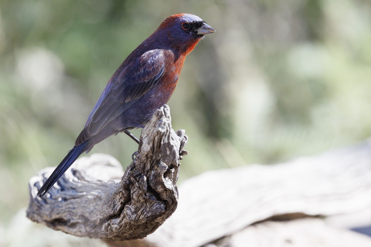 Varied Bunting - Tommy Quarles