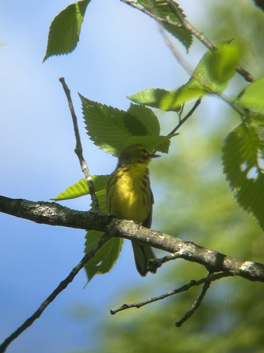 Prairie Warbler - ML618999693