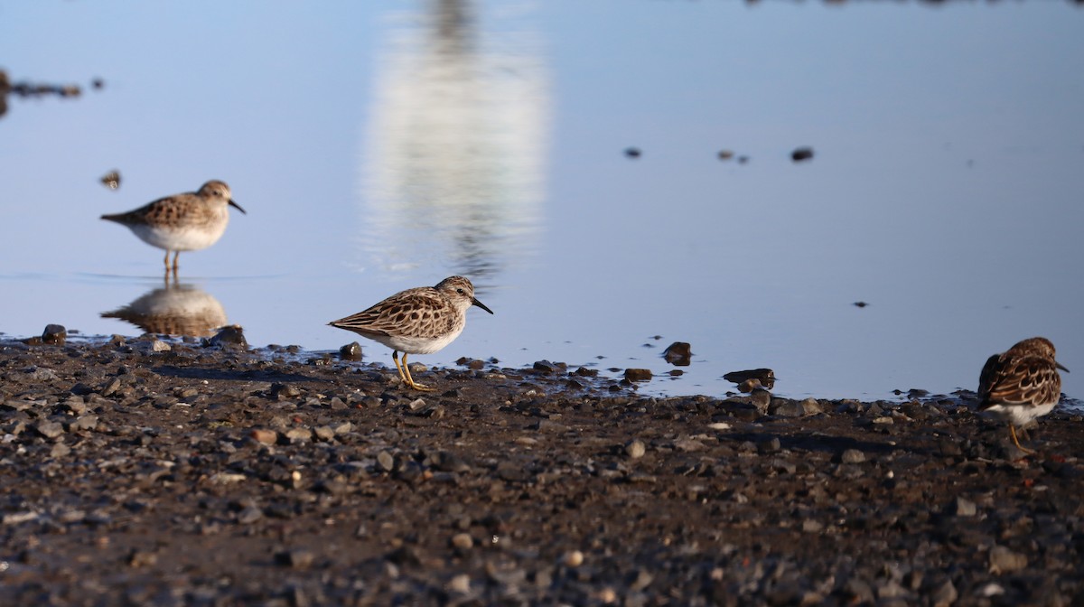 Least Sandpiper - ML618999696