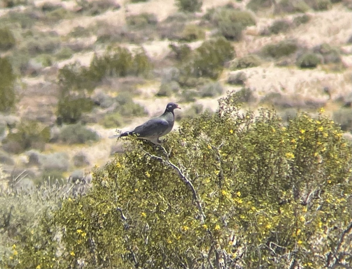 Band-tailed Pigeon - ML618999697