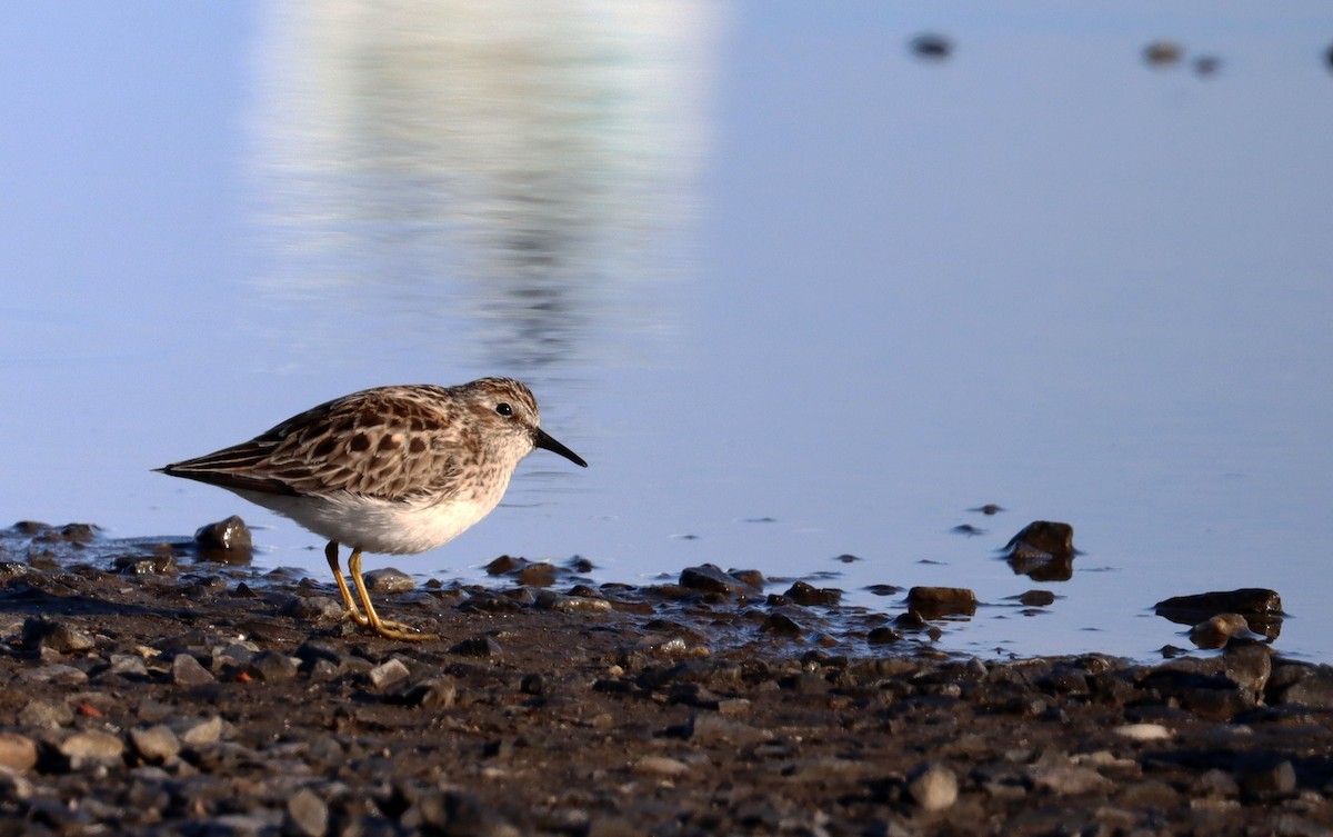 Least Sandpiper - ML618999719