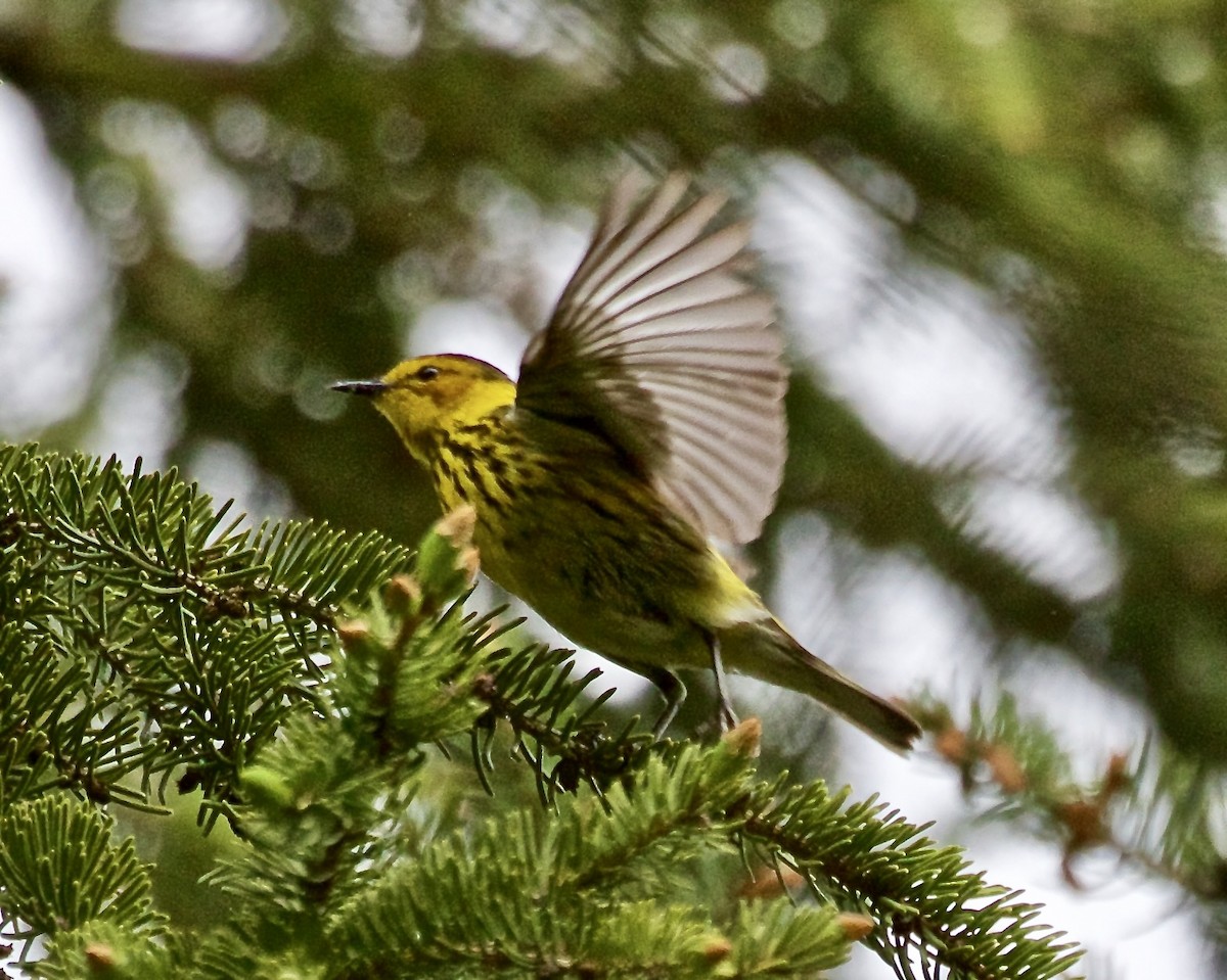 Cape May Warbler - ML618999722