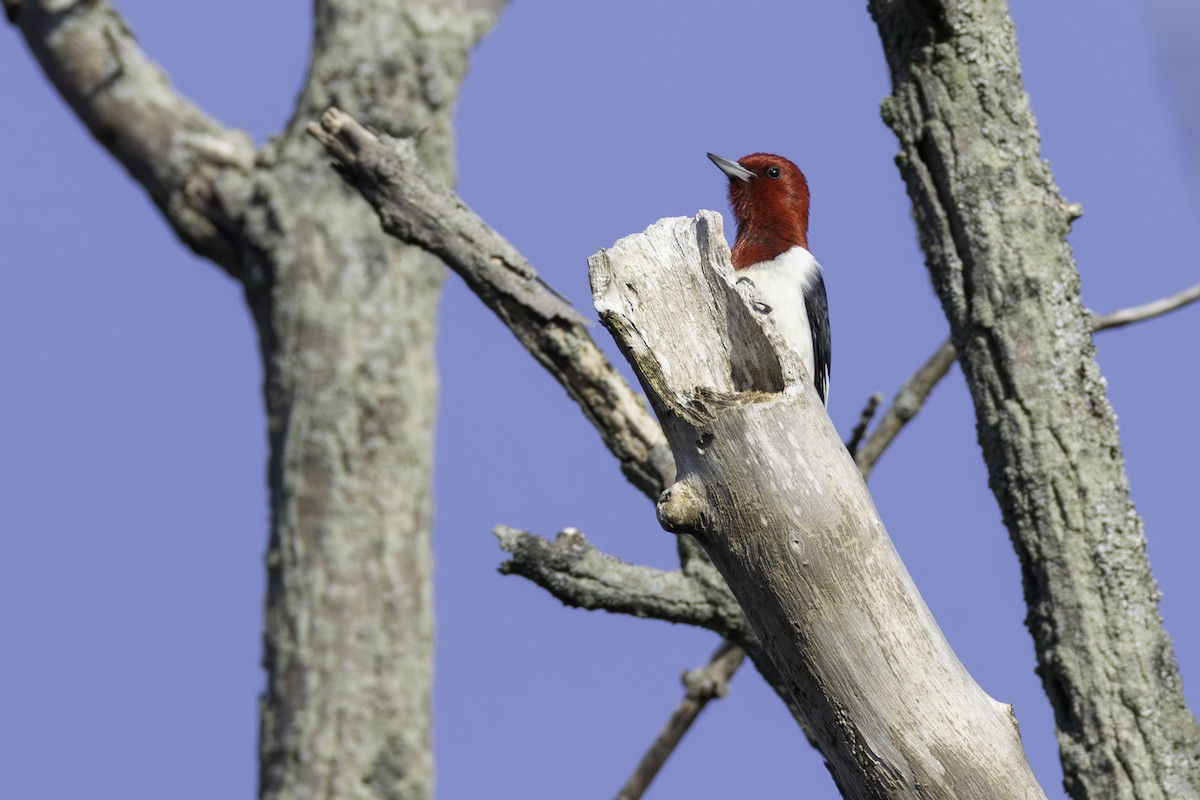 Red-headed Woodpecker - Paul Jones