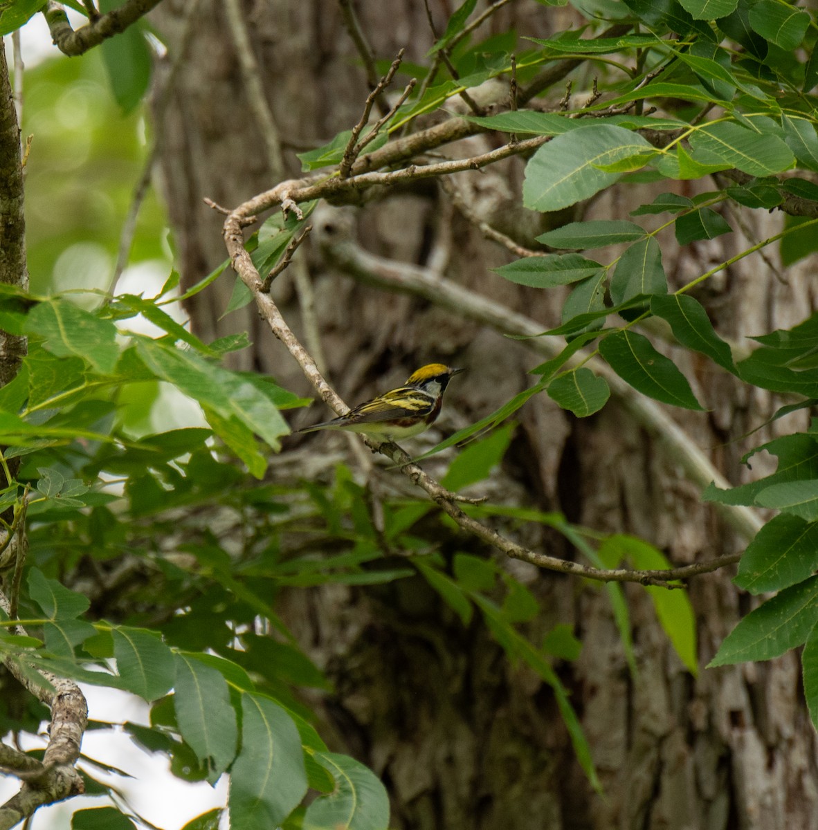 Chestnut-sided Warbler - Paul DiFiore