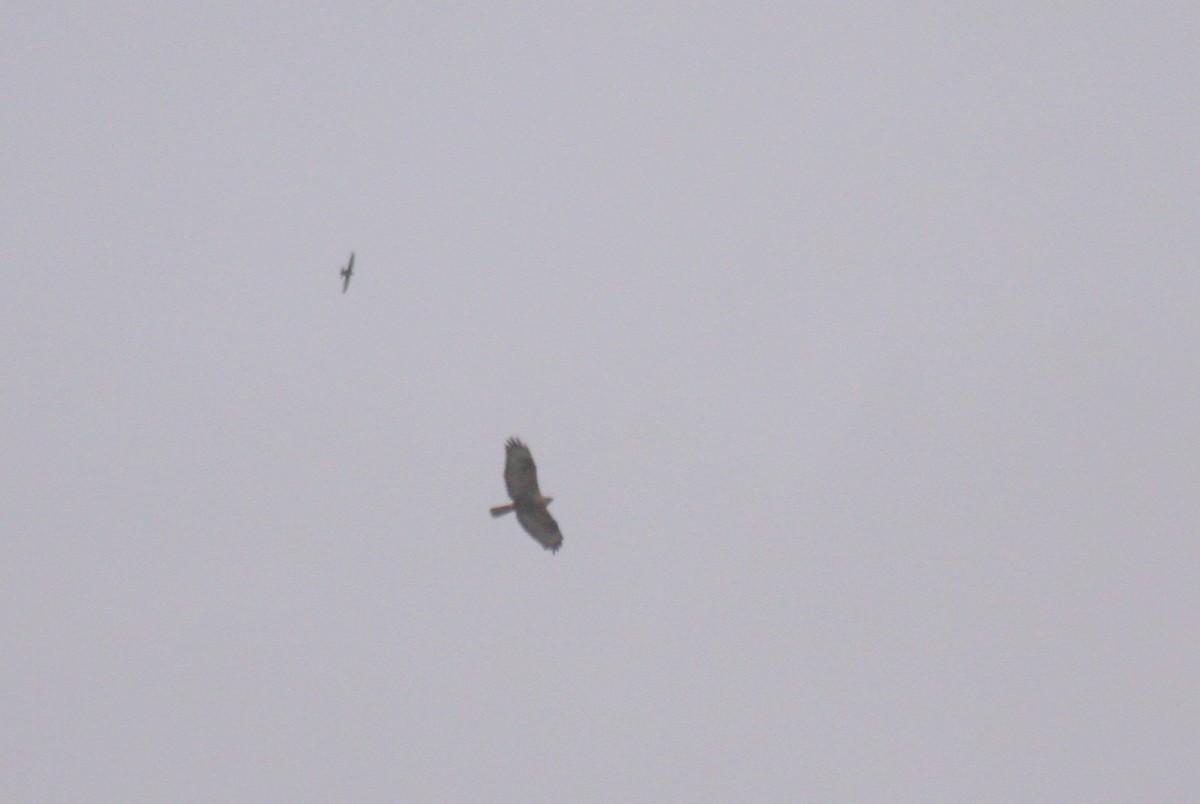 Long-legged Buzzard - Süleymankenan ÇÜNGÜR