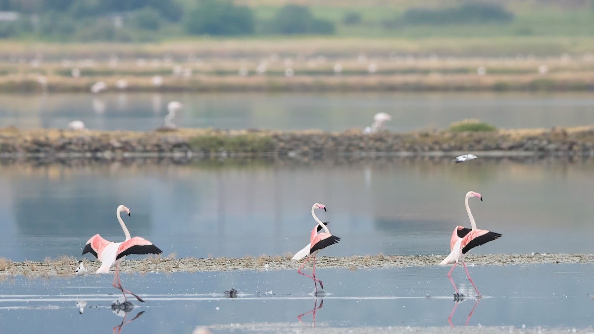 Greater Flamingo - Kraig Cawley