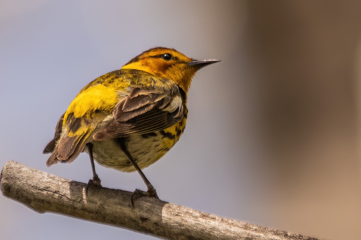 Cape May Warbler - ML618999814
