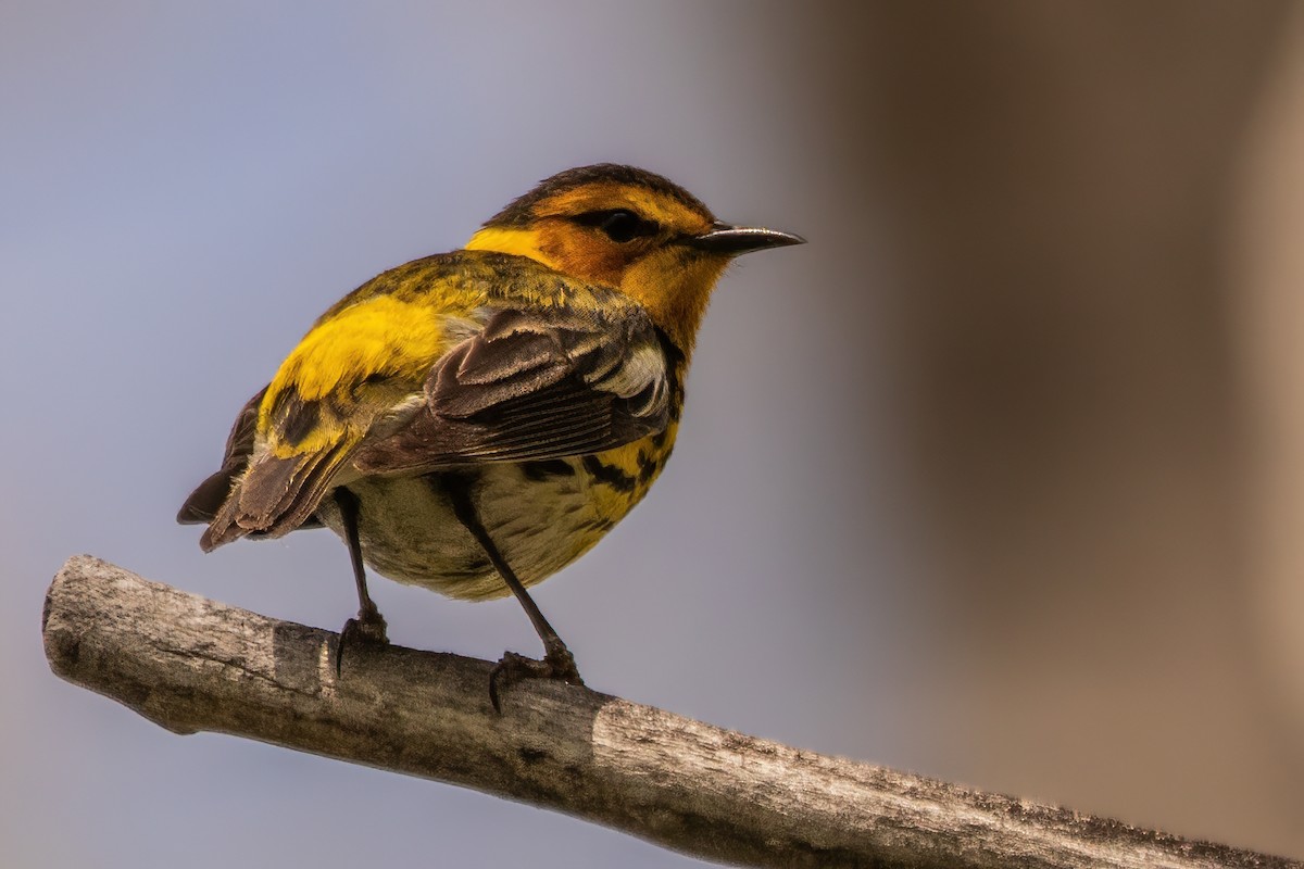Cape May Warbler - ML618999815
