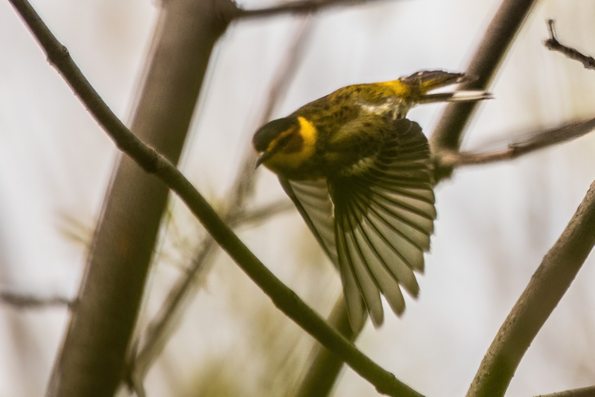 Cape May Warbler - ML618999817