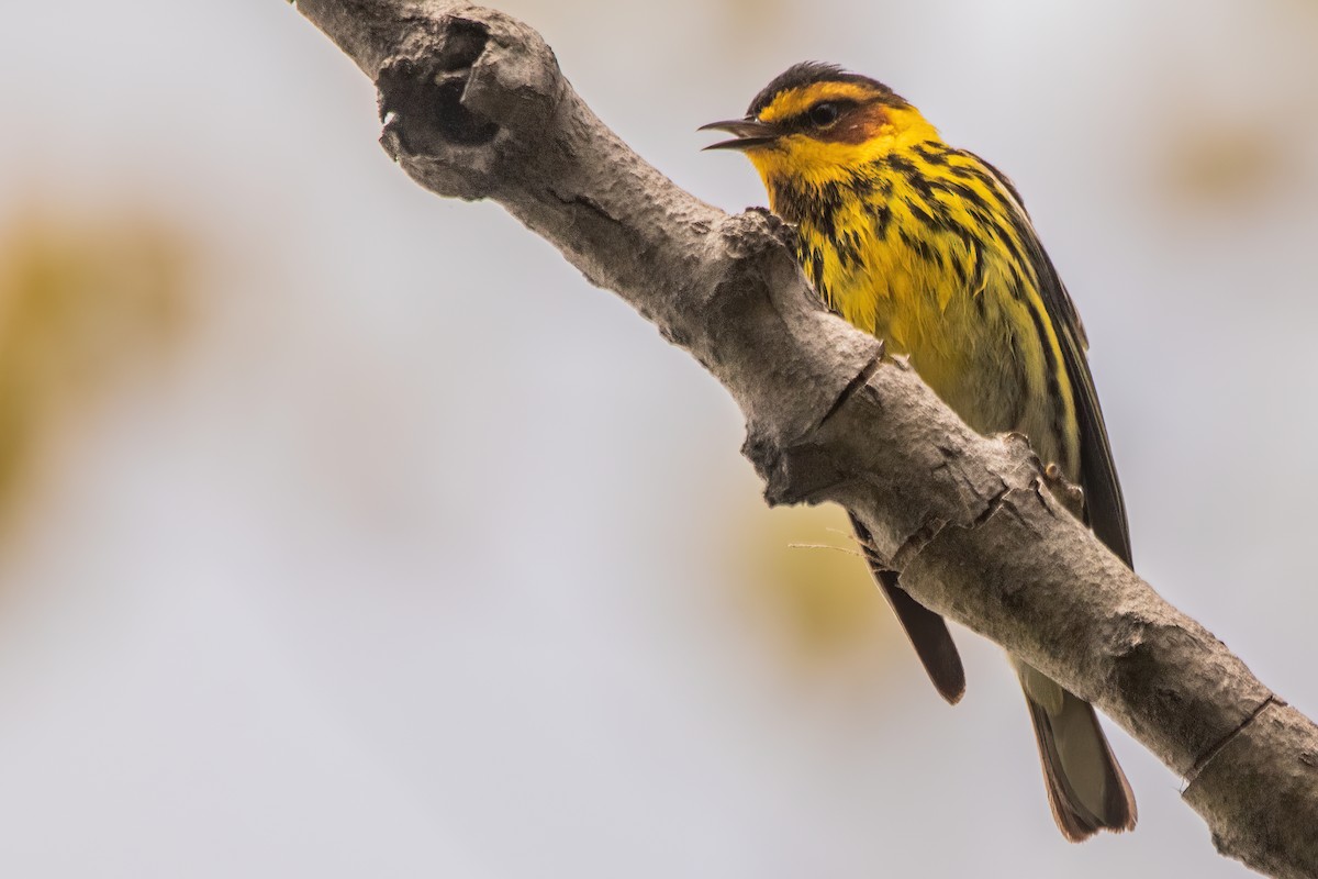 Cape May Warbler - ML618999818