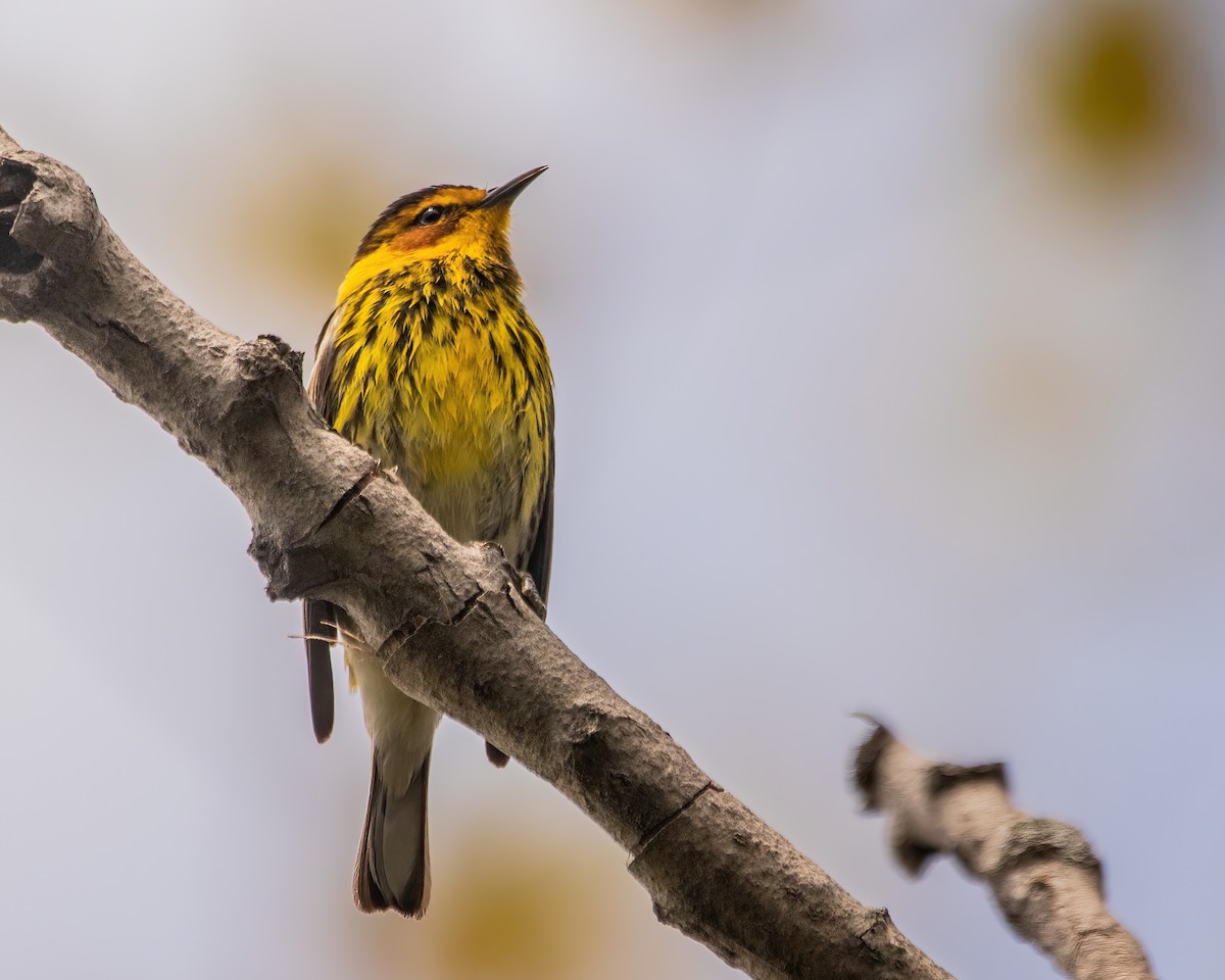 Cape May Warbler - ML618999820