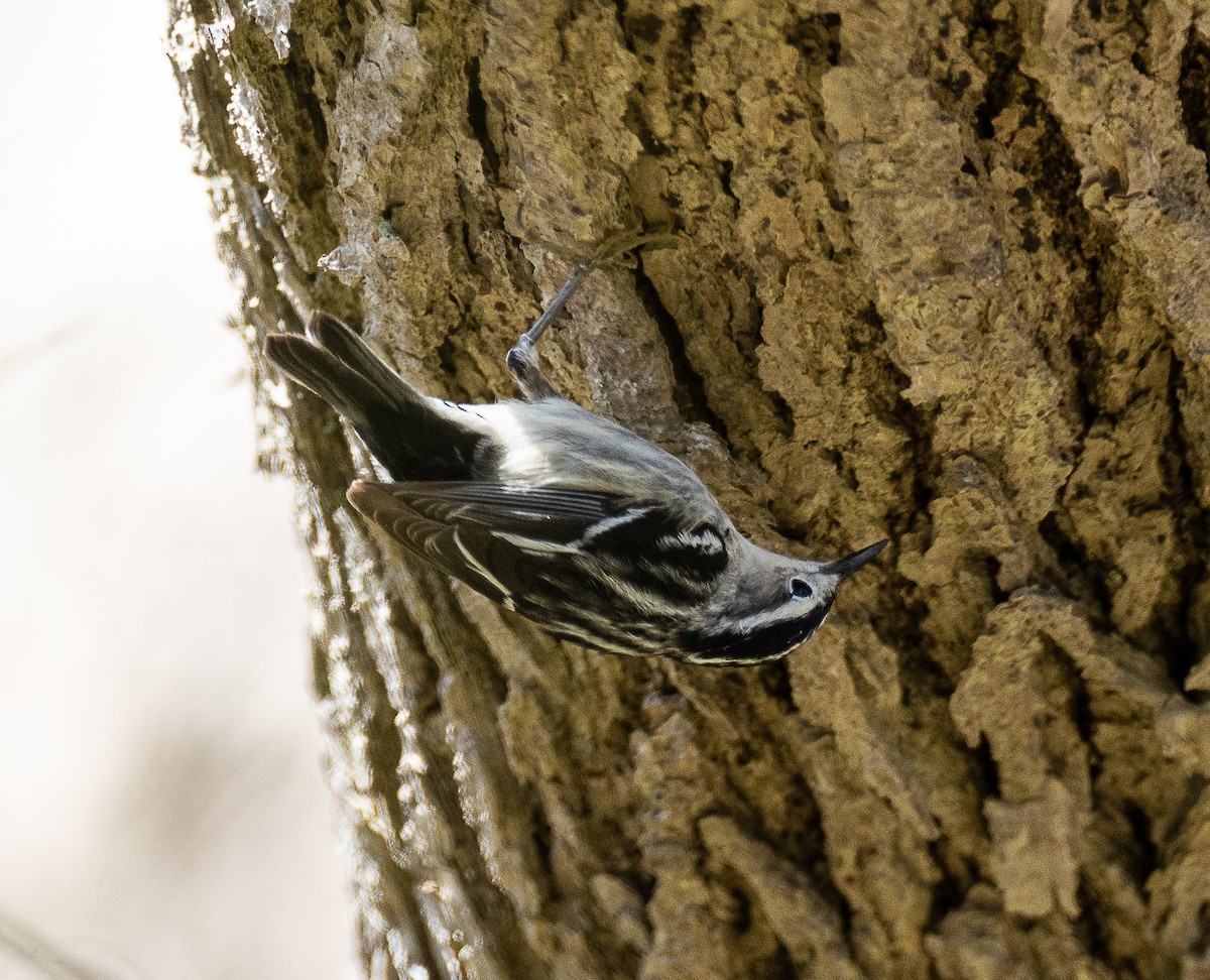 Black-and-white Warbler - Tom Younkin