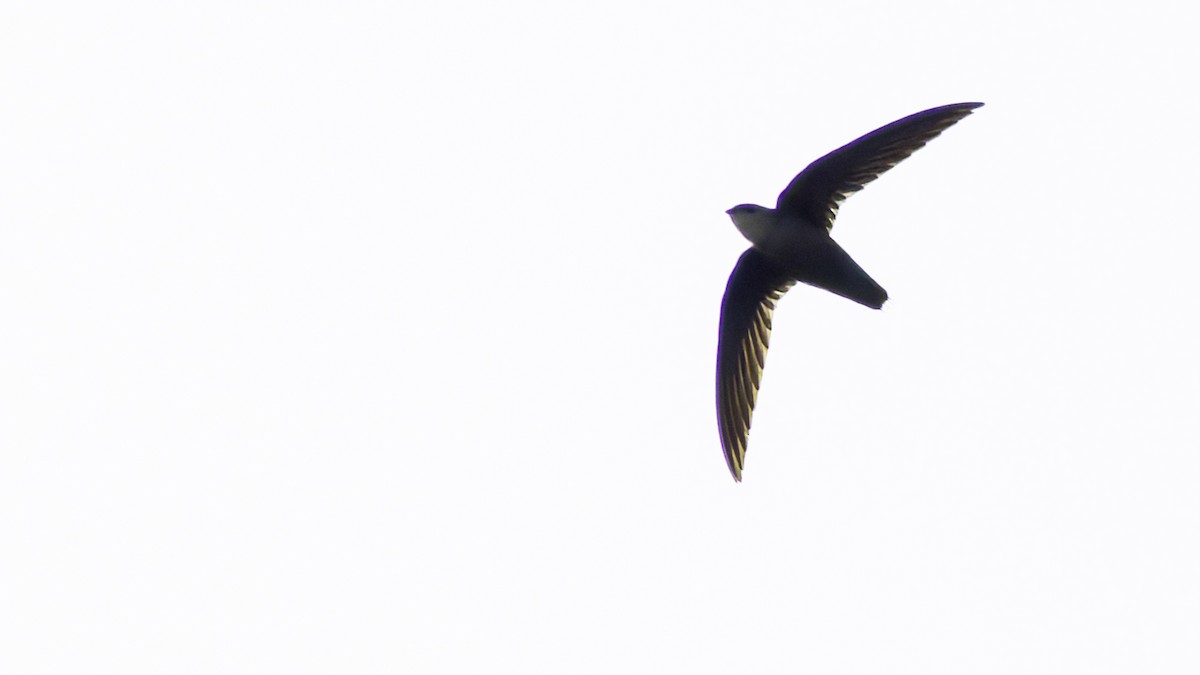 Chimney Swift - Robert Tizard