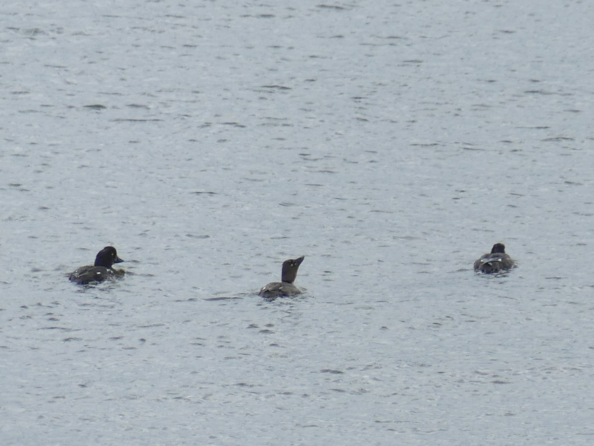 Barrow's Goldeneye - ML618999849