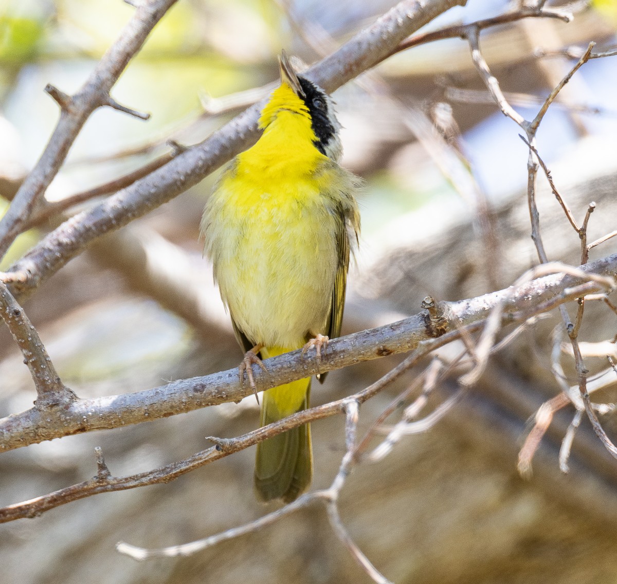 Common Yellowthroat - Tom Younkin