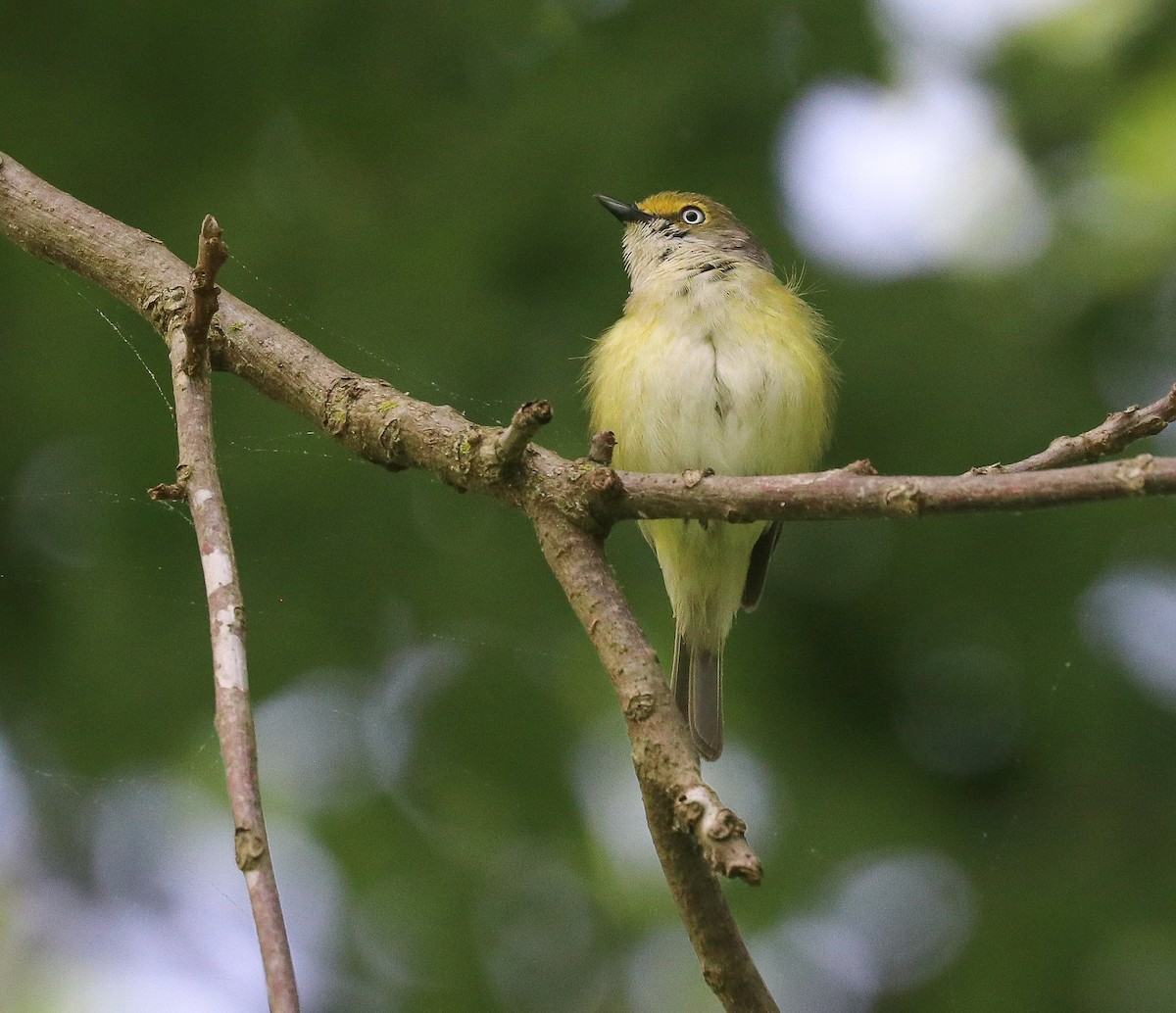 Ak Gözlü Vireo - ML618999867