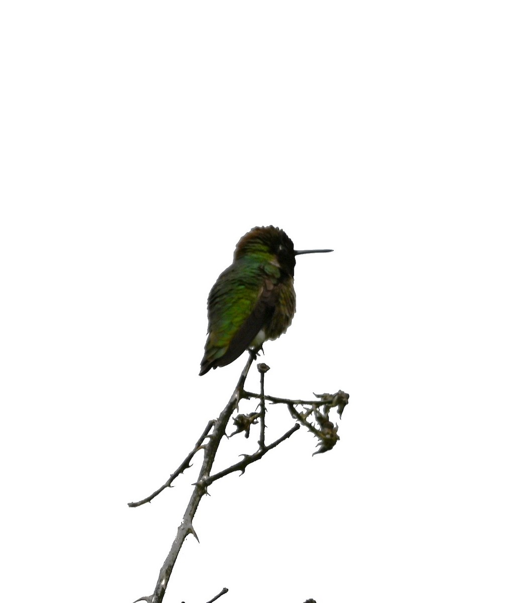 Anna's Hummingbird - ML618999896