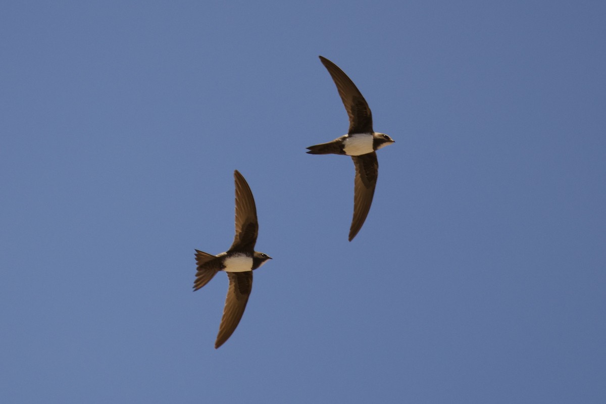 Alpine Swift - Simon Wates