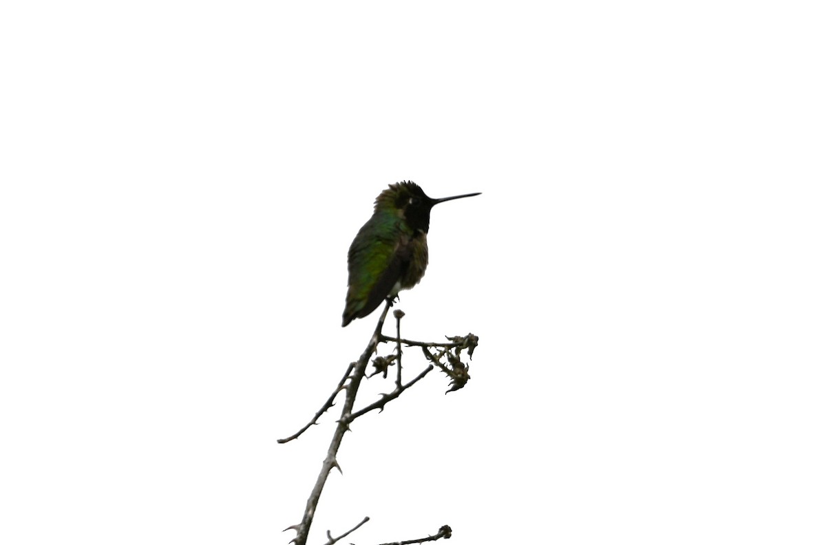 Anna's Hummingbird - ML618999931