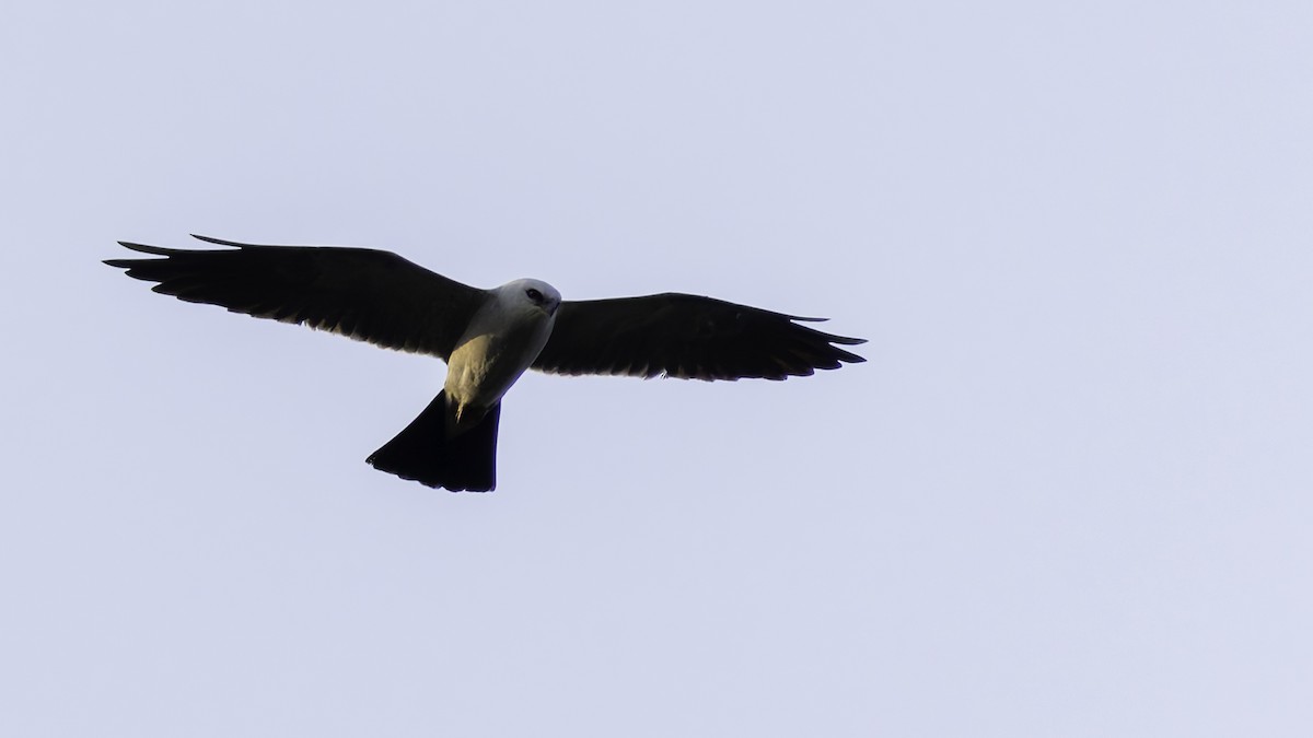 Mississippi Kite - Robert Tizard