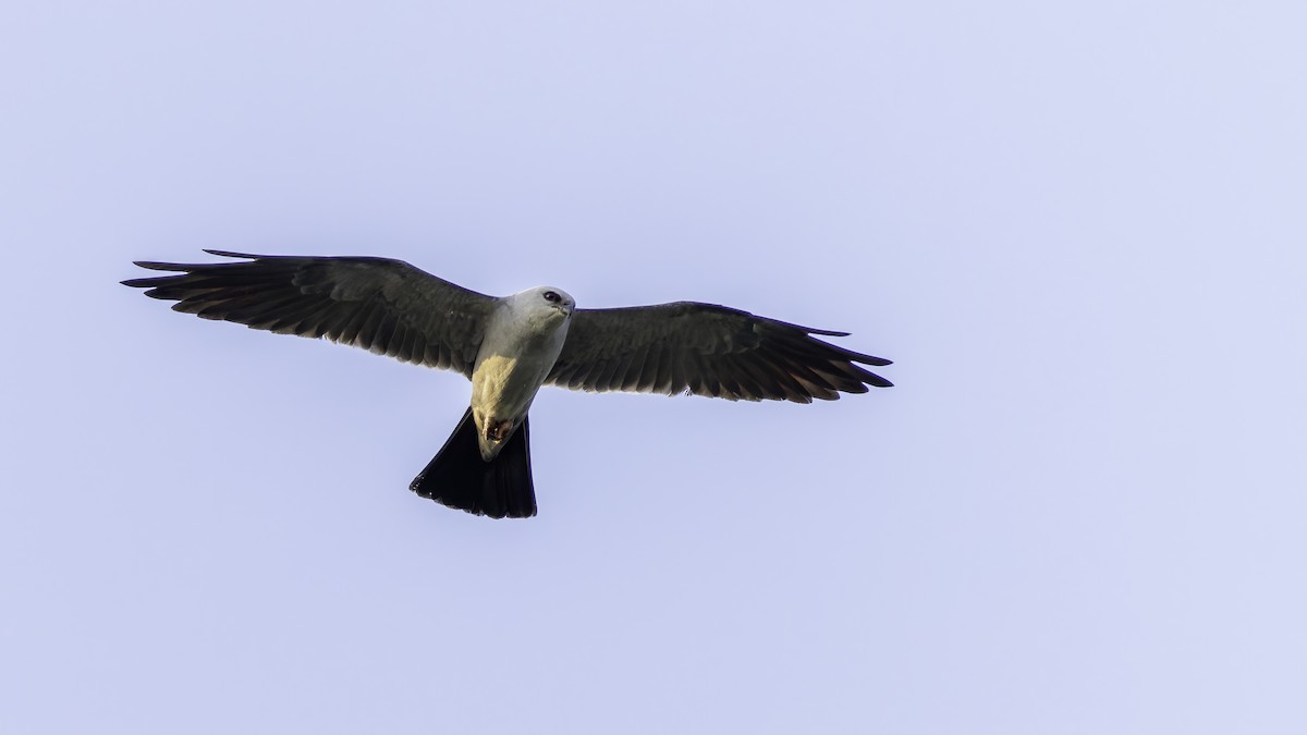 Mississippi Kite - Robert Tizard