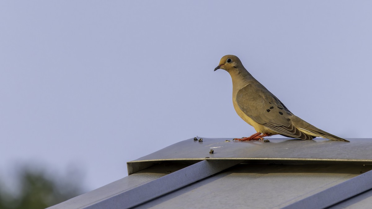 Mourning Dove - Robert Tizard