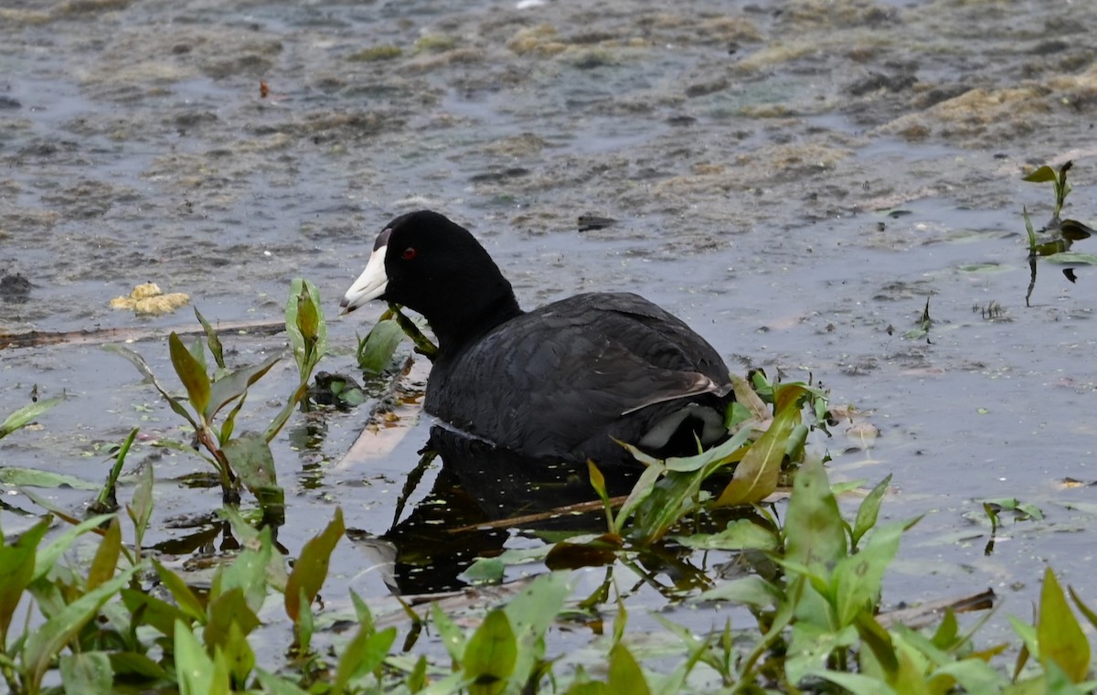 American Coot - ML619000020