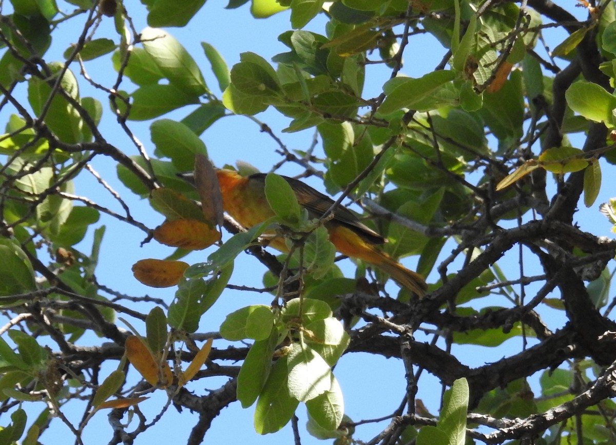 Hepatic Tanager - Brian Nicholas