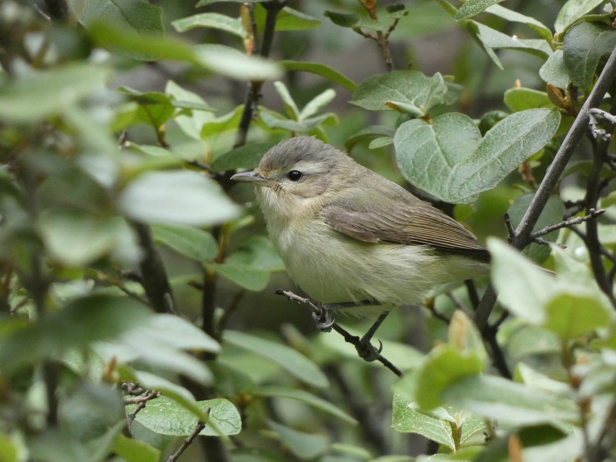 Warbling Vireo - ML619000034