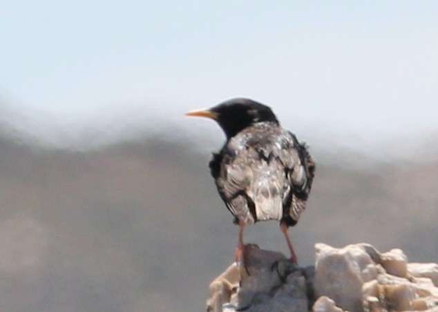 European Starling - ML619000036