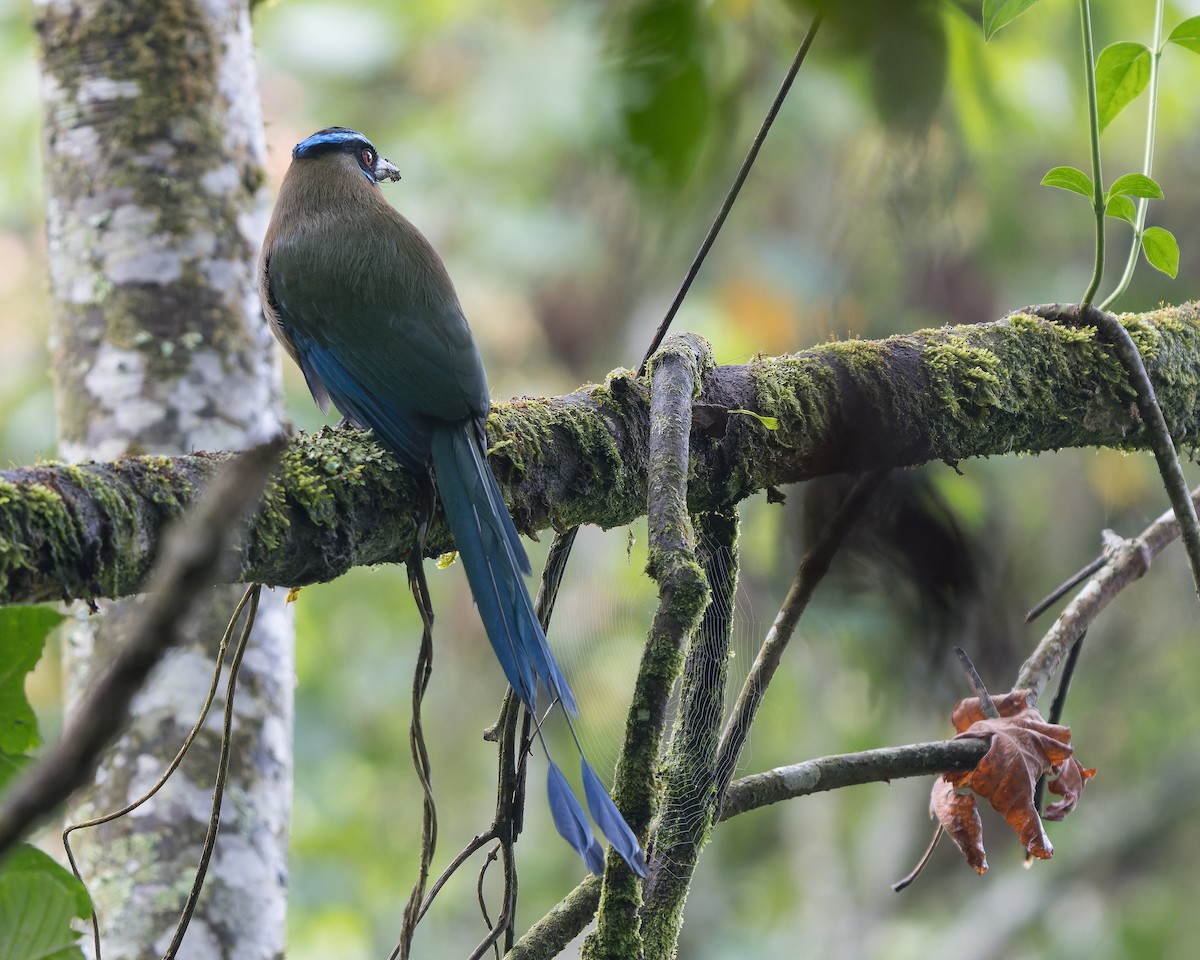 Andean Motmot - Jairo Cadavid