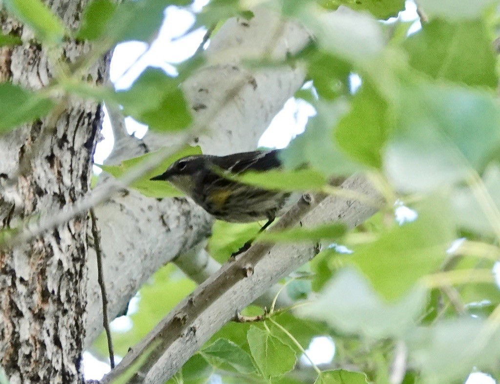 Yellow-rumped Warbler (Myrtle) - Rick Taylor