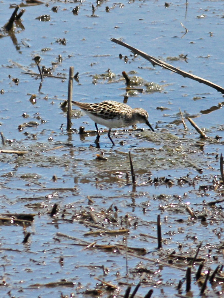 Semipalmated Sandpiper - ML619000084