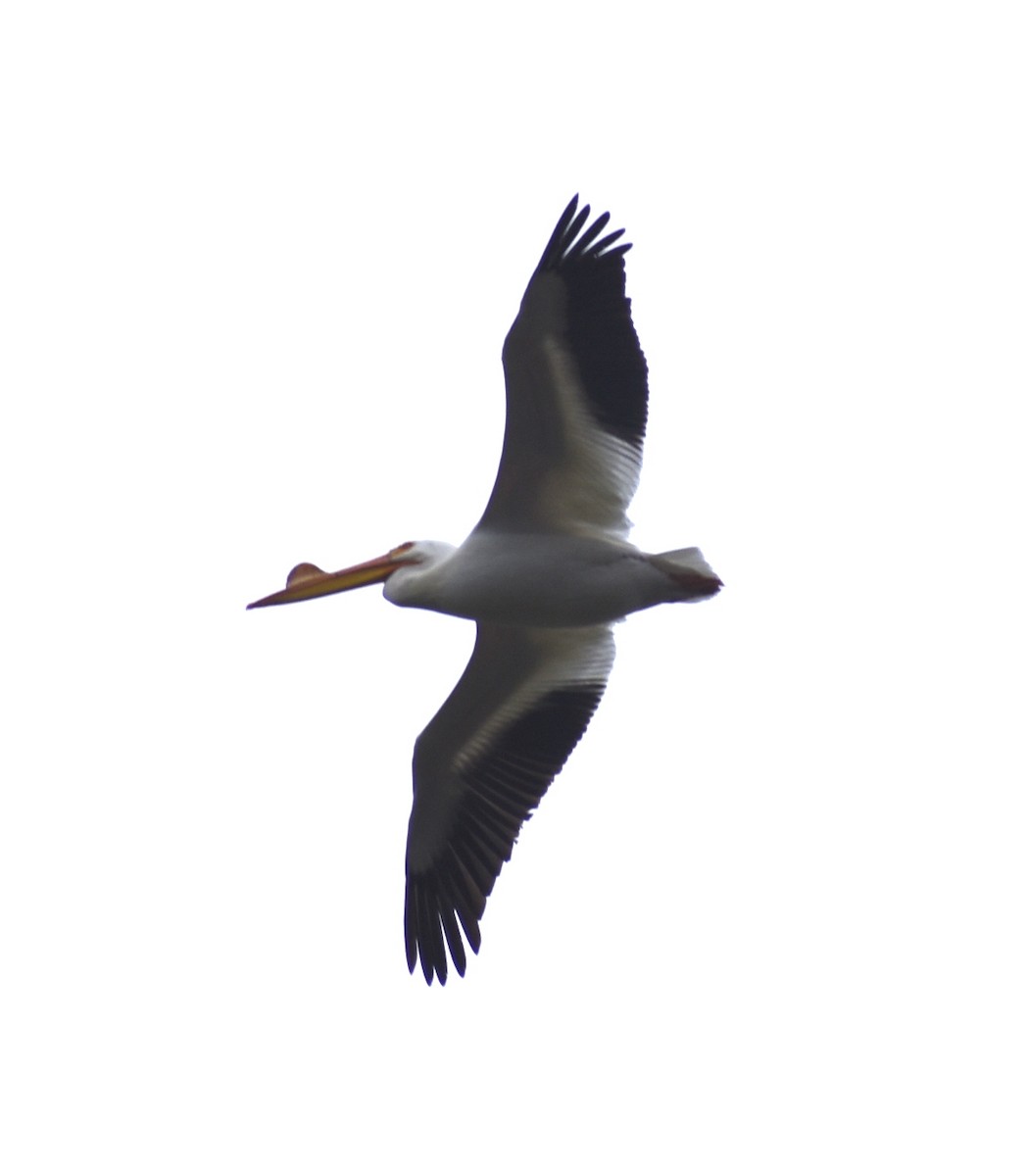pelikán severoamerický - ML619000103