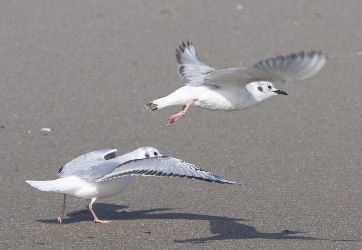 Bonaparte's Gull - ML619000106