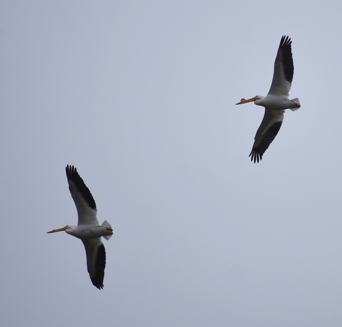 American White Pelican - M. Rogers