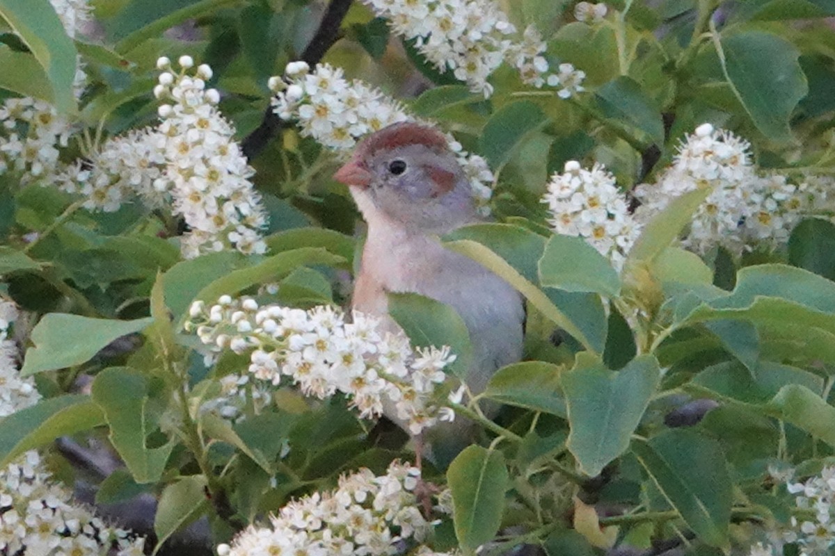 Field Sparrow - ML619000130