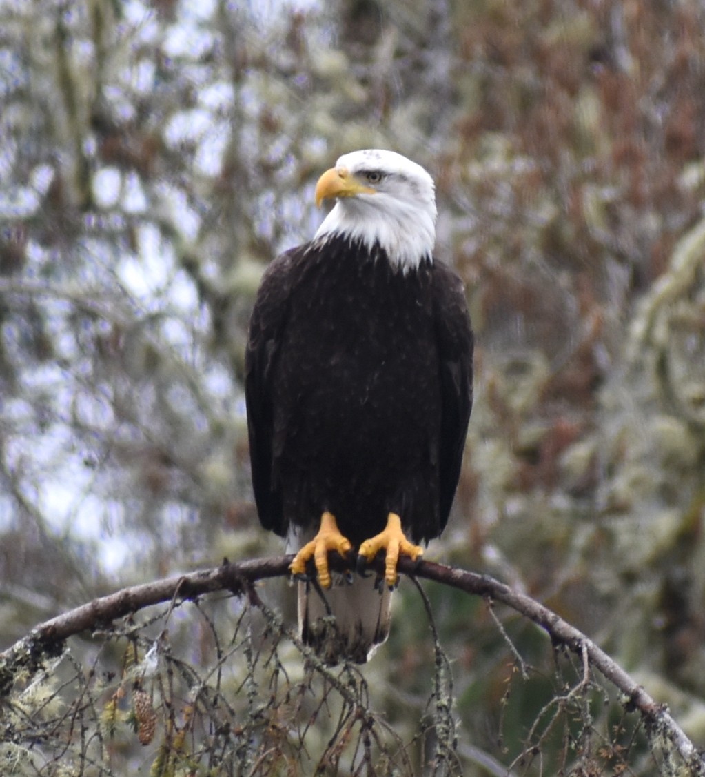 Bald Eagle - ML619000155