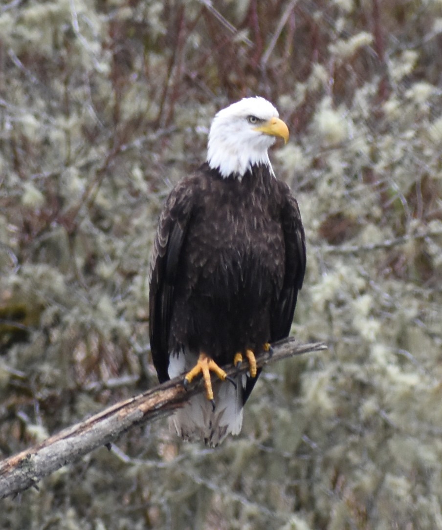 Bald Eagle - ML619000157