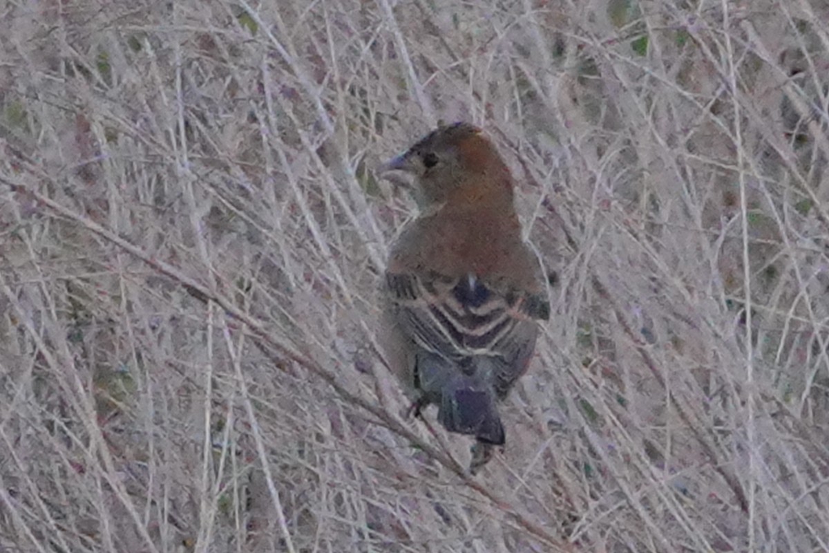 Blue Grosbeak - ML619000163