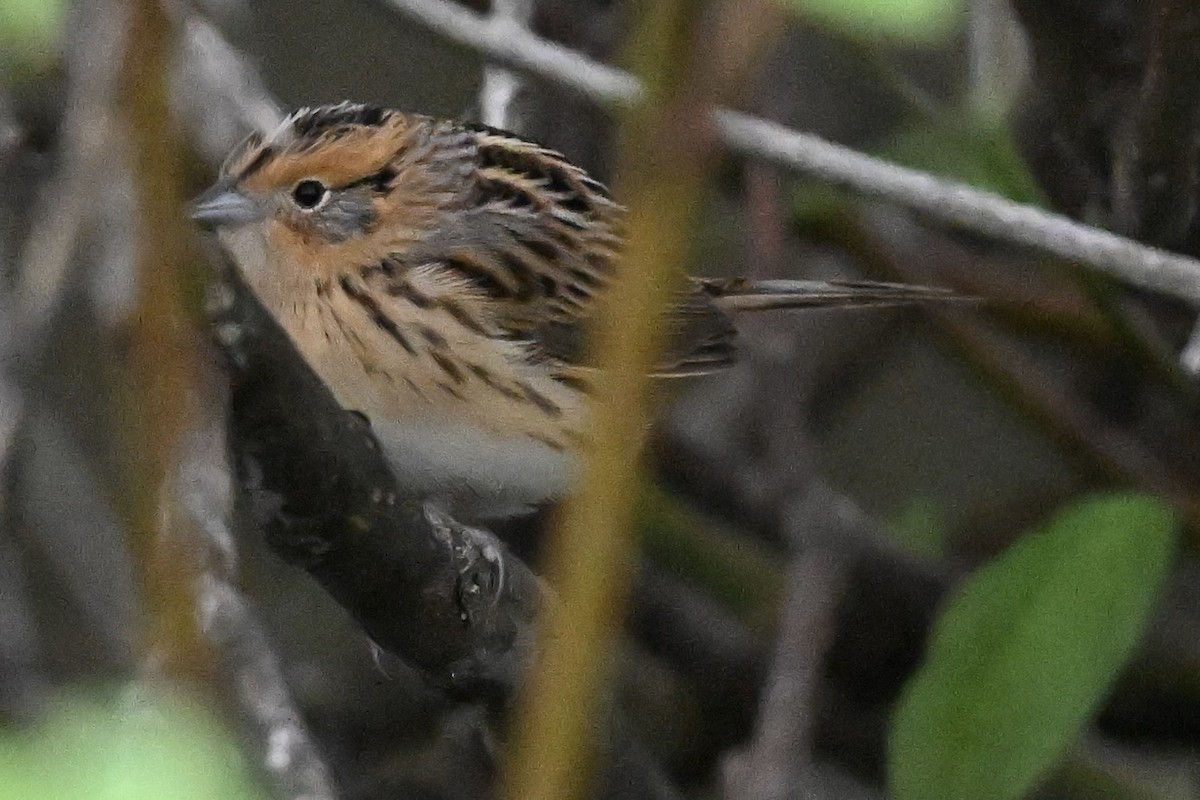 LeConte's Sparrow - John Kaspar