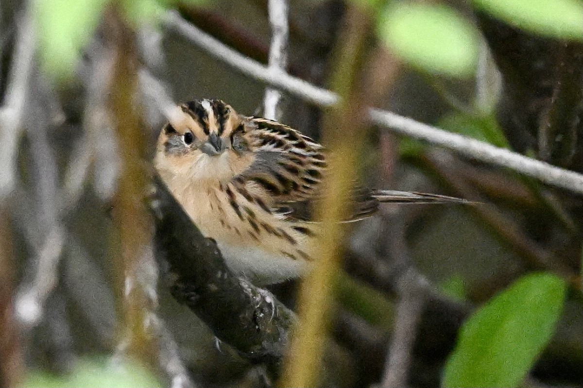 LeConte's Sparrow - John Kaspar