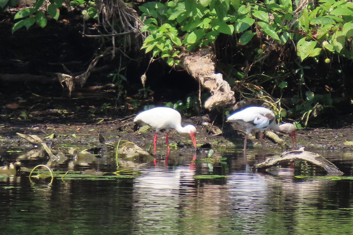 White Ibis - Betty Pecchio