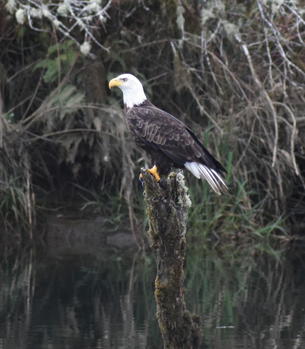 Bald Eagle - ML619000192