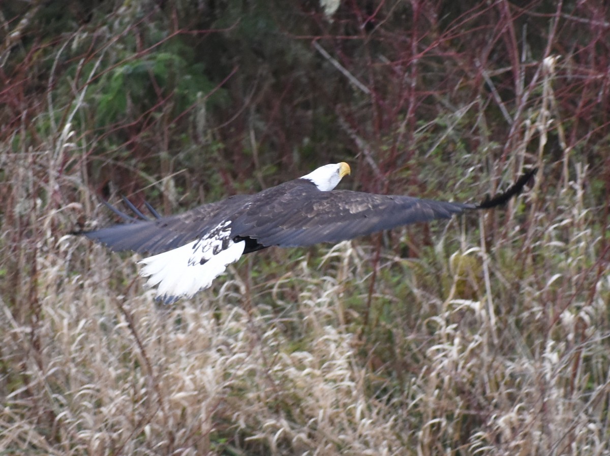 Bald Eagle - ML619000214