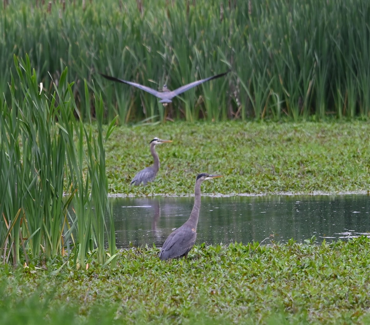 Great Blue Heron - ML619000219