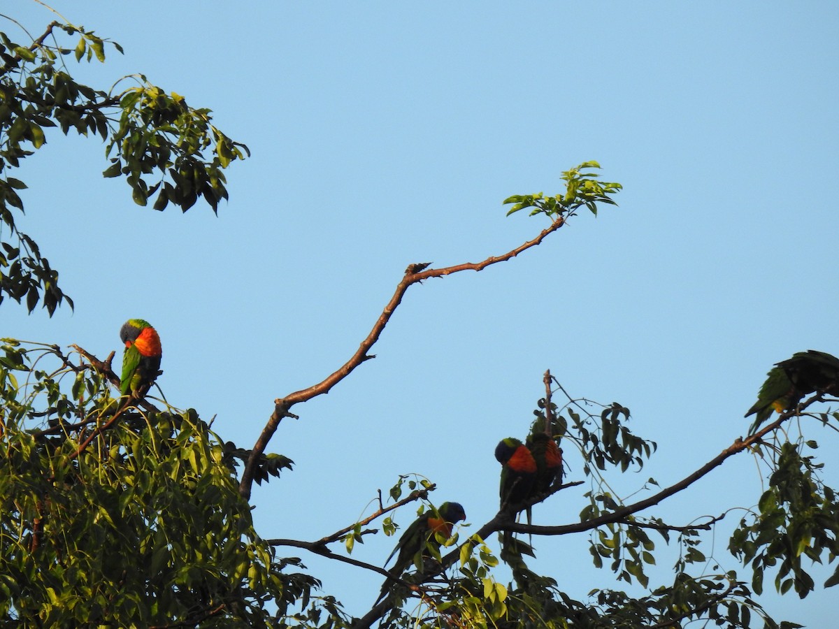 Rainbow Lorikeet - Monica Mesch