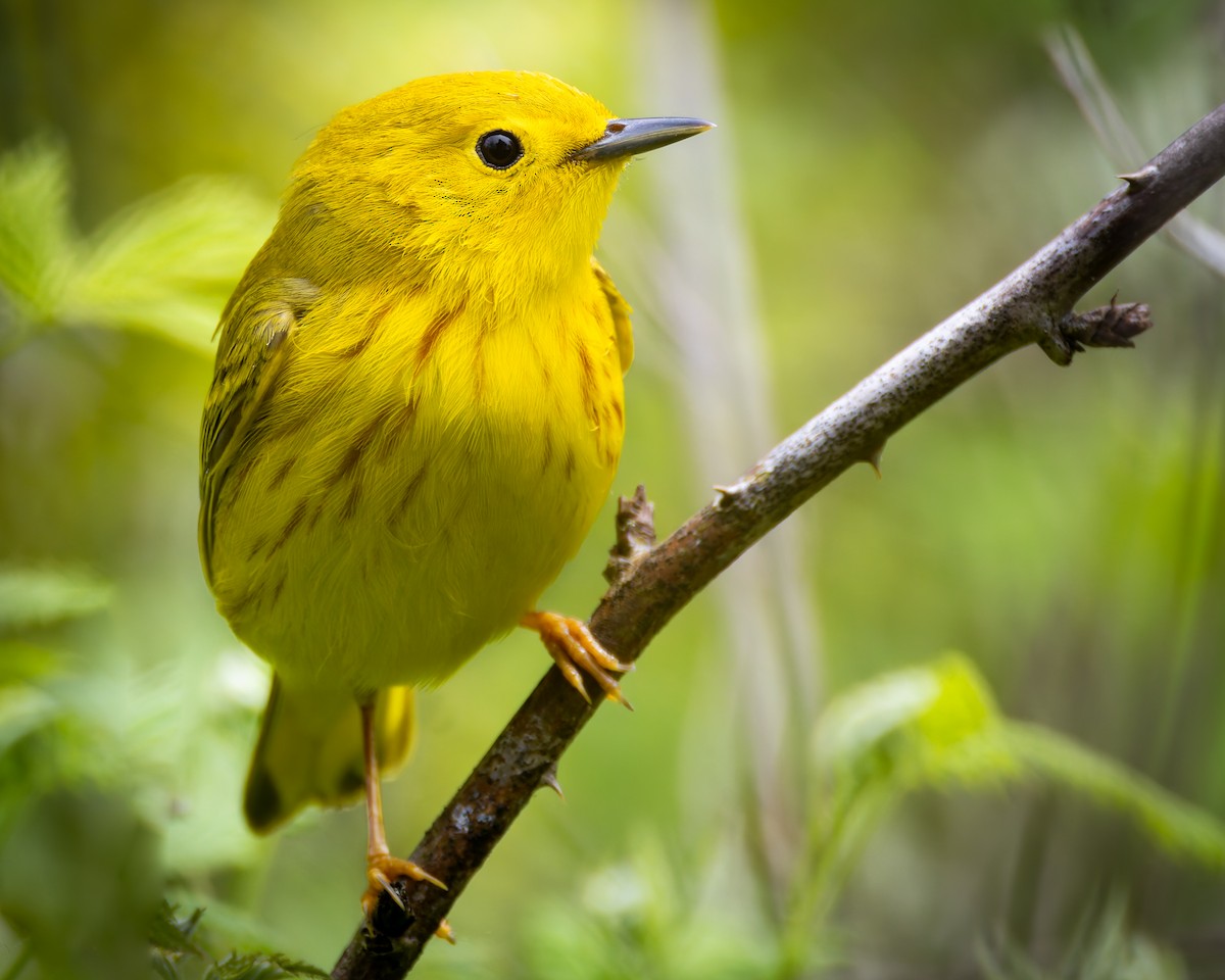 Yellow Warbler (Northern) - Mark Sawyer