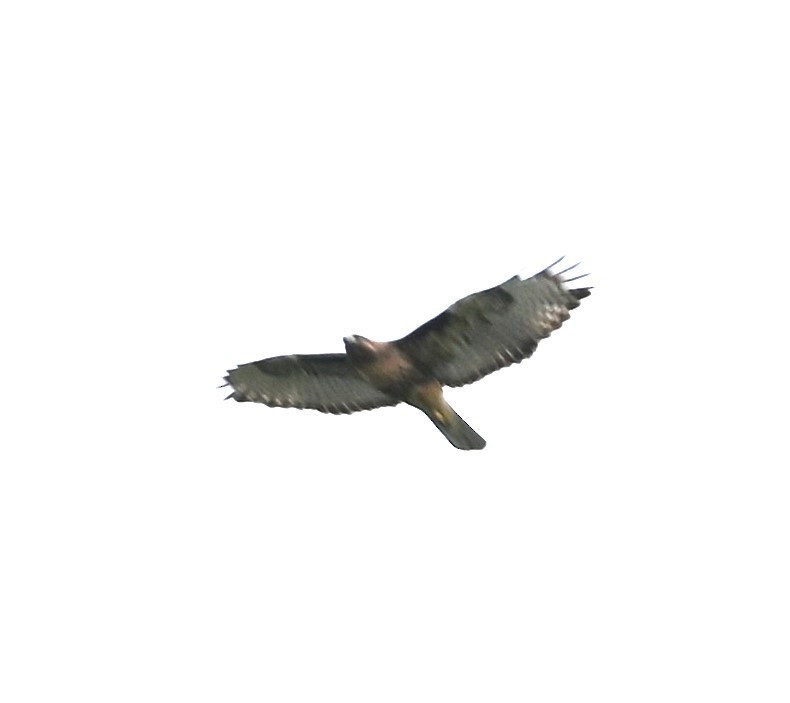 Red-tailed Hawk - ML619000270