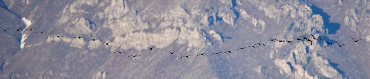 White-faced Ibis - ML619000294